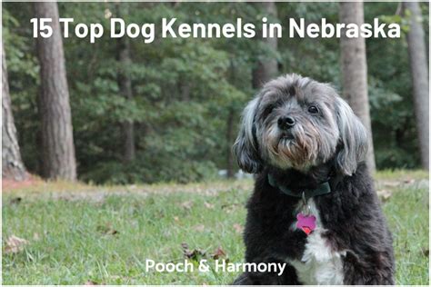 Dog boarding lincoln ne. Things To Know About Dog boarding lincoln ne. 